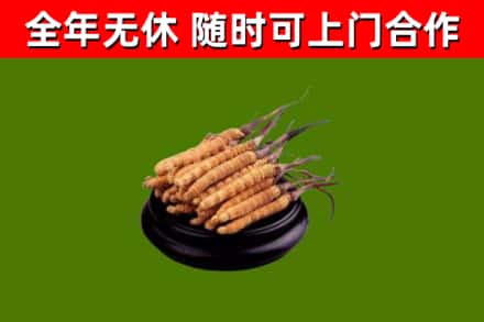库车市回收散虫草
