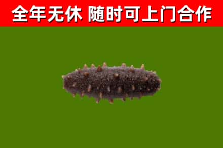 库车市回收海参干